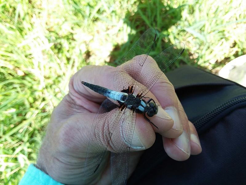 Photo of Chalk-fronted Corporal