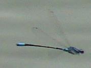Photo of Skimming Bluet