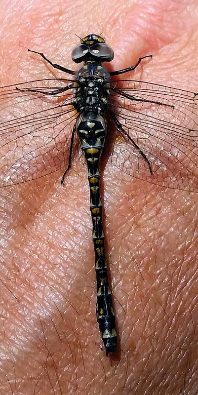 Photo of Harlequin Darner