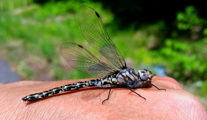 Photo of Harlequin Darner