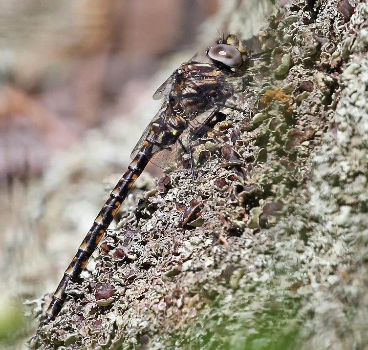 Photo of Harlequin Darner