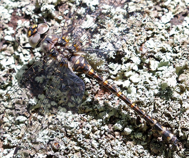 Photo of Harlequin Darner
