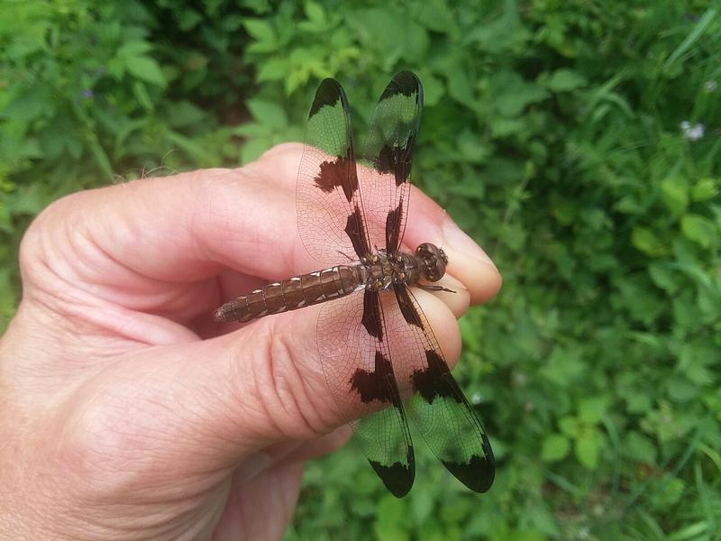 Photo of Common Whitetail
