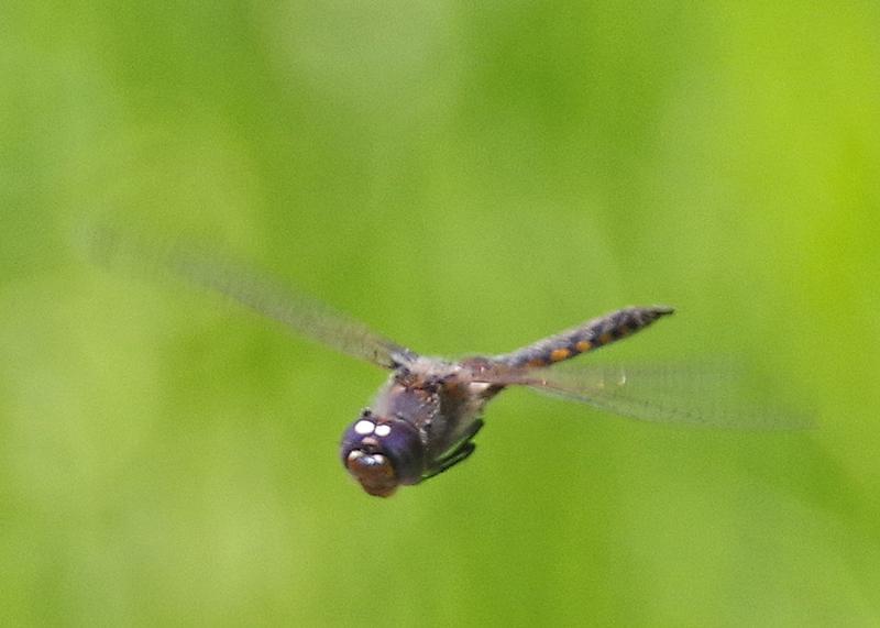 Photo of Common Baskettail