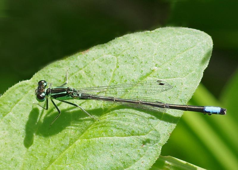 Photo of Eastern Forktail