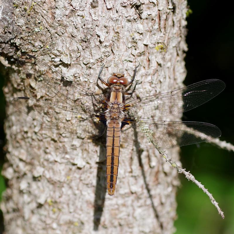 Photo of Chalk-fronted Corporal