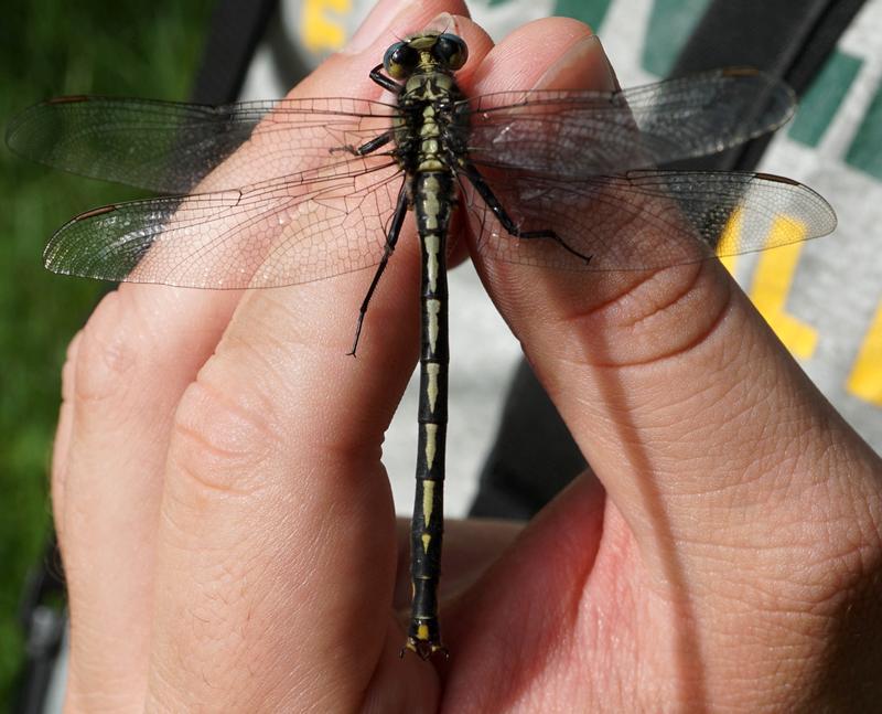 Photo of Horned Clubtail