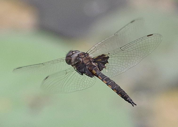Photo of Common Baskettail