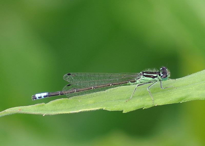 Photo of Eastern Forktail