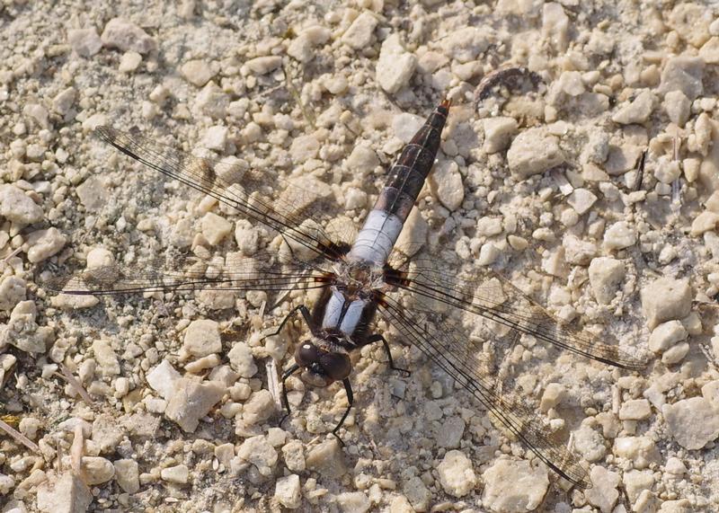 Photo of Chalk-fronted Corporal