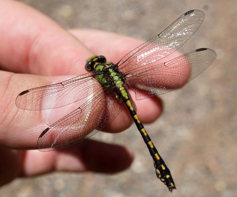 Photo of Riffle Snaketail