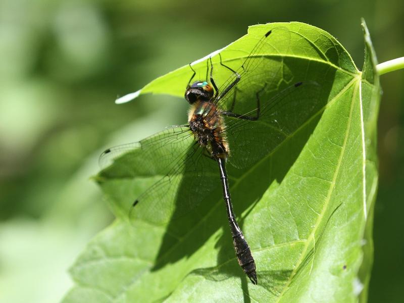 Photo of Racket-tailed Emerald