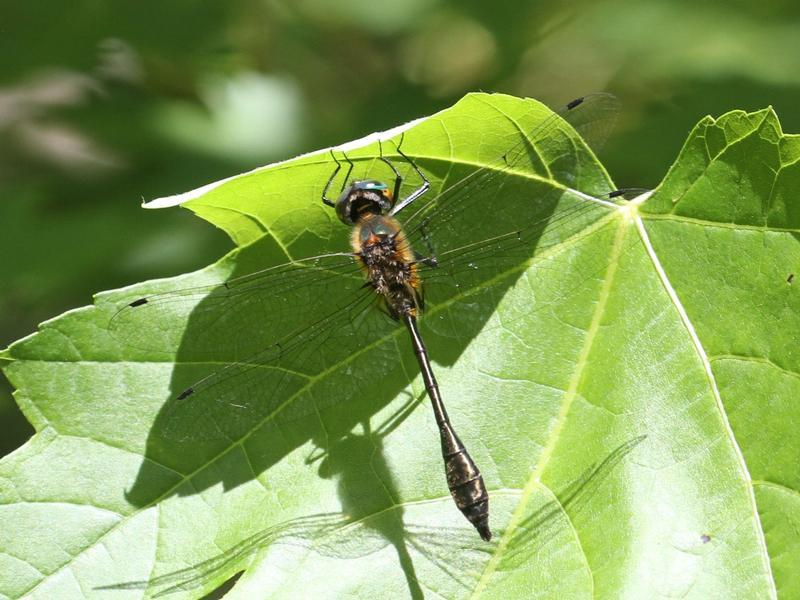 Photo of Racket-tailed Emerald