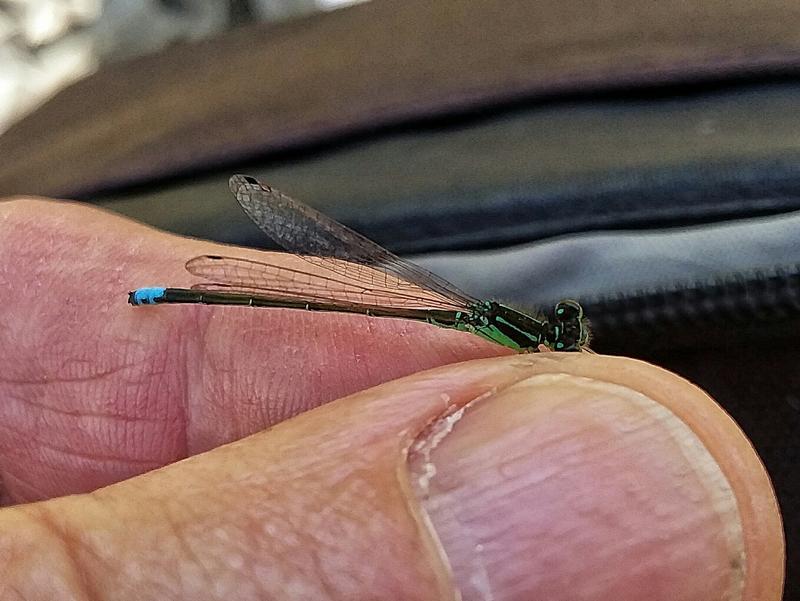 Photo of Eastern Forktail