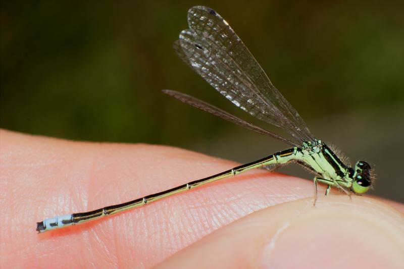 Photo of Eastern Forktail