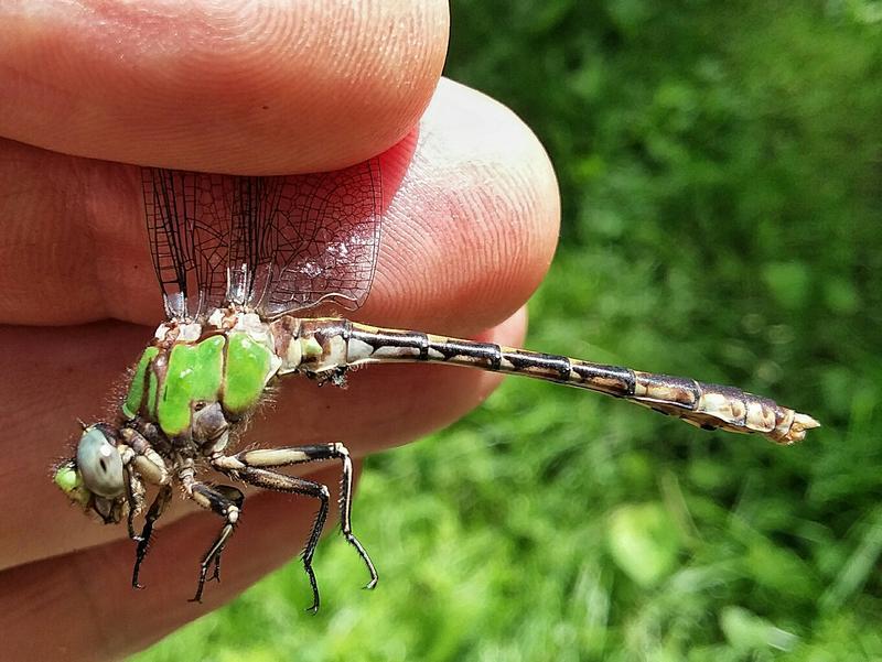 Photo of Sioux Snaketail