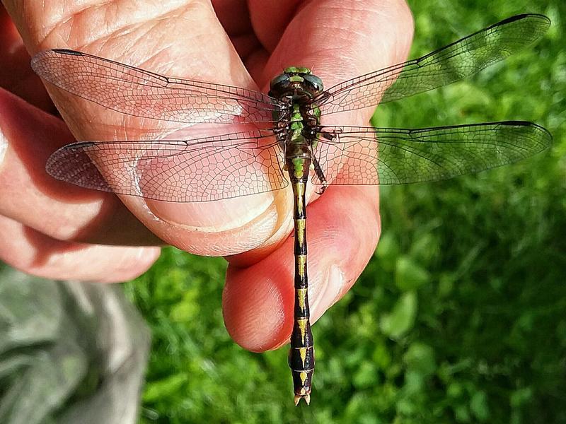 Photo of Sioux Snaketail