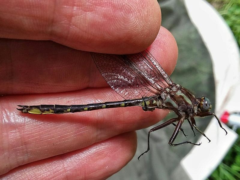 Photo of Ashy Clubtail