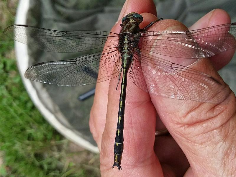 Photo of Ashy Clubtail