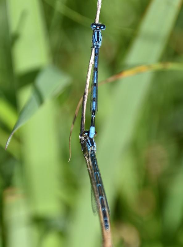 Photo of Familiar Bluet