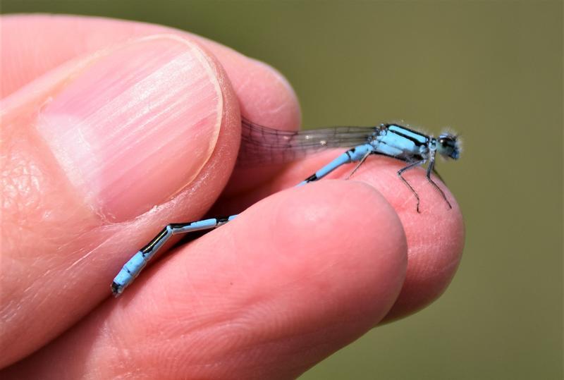 Photo of Hagen's Bluet