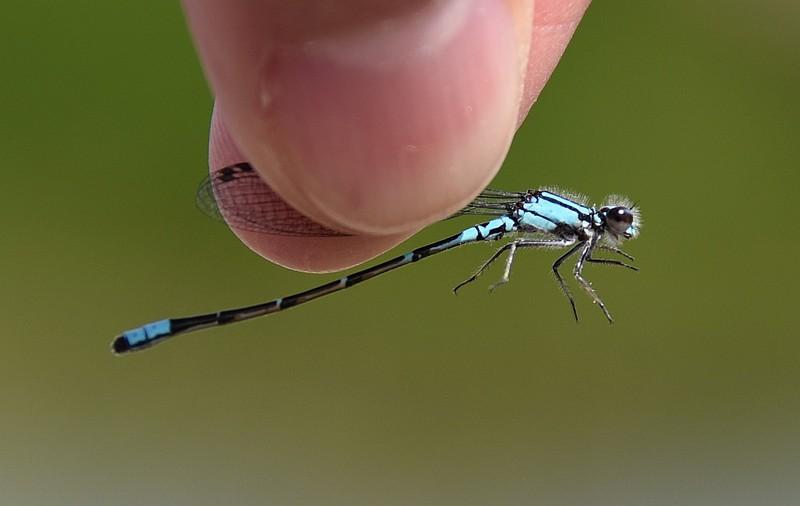 Photo of Skimming Bluet