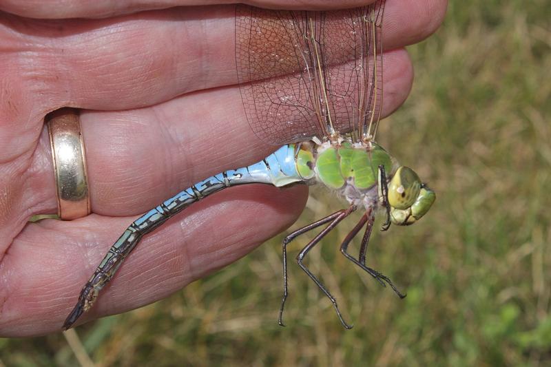 Photo of Common Green Darner