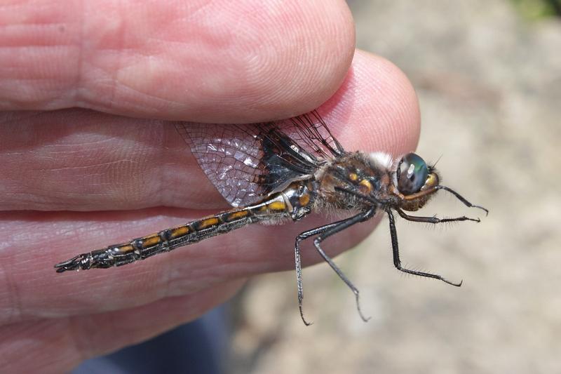 Photo of Common Baskettail