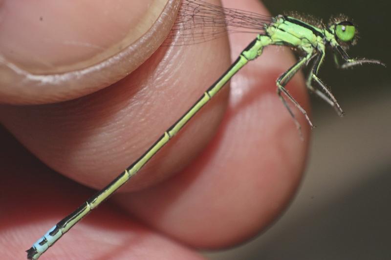 Photo of Eastern Forktail