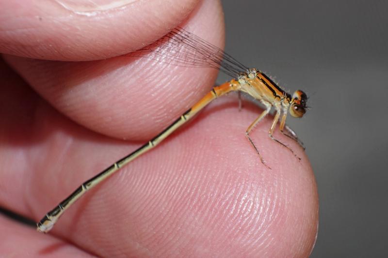 Photo of Eastern Forktail