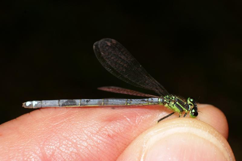 Photo of Eastern Forktail