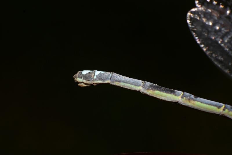 Photo of Eastern Forktail