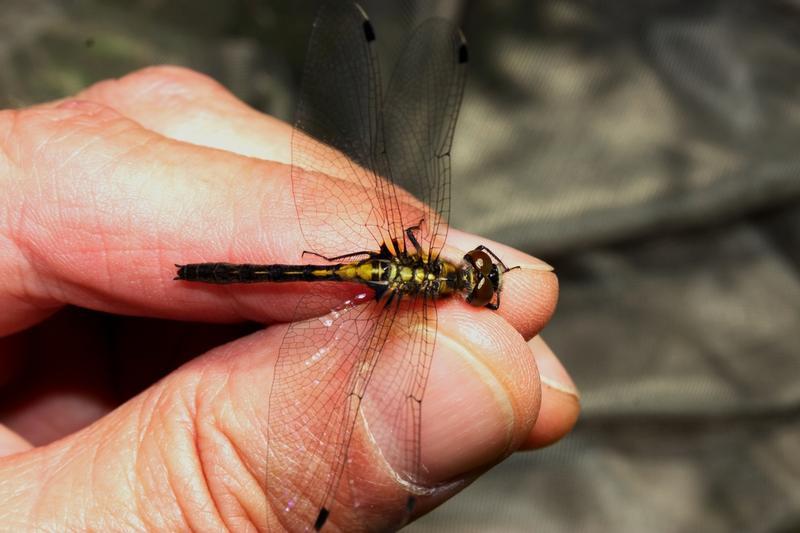 Photo of Belted Whiteface