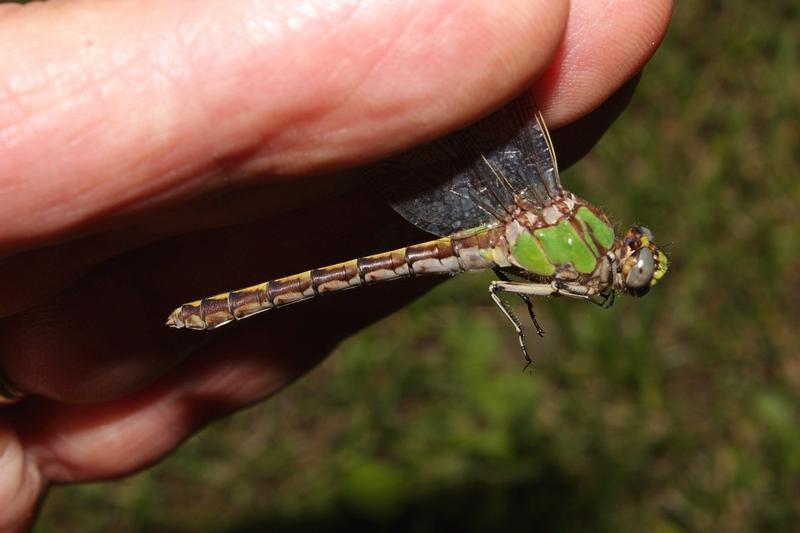 Photo of Sioux Snaketail