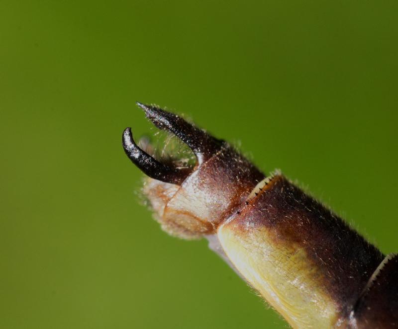 Photo of Ashy Clubtail