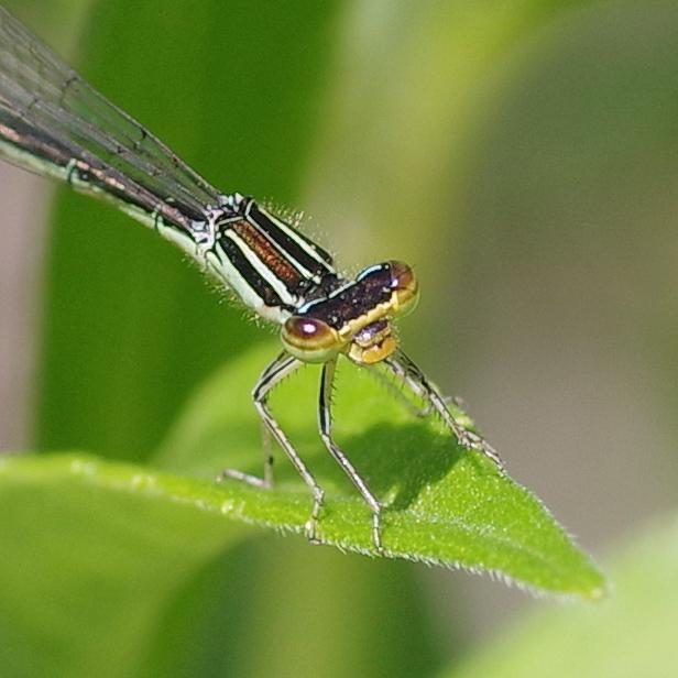 Photo of Rainbow Bluet