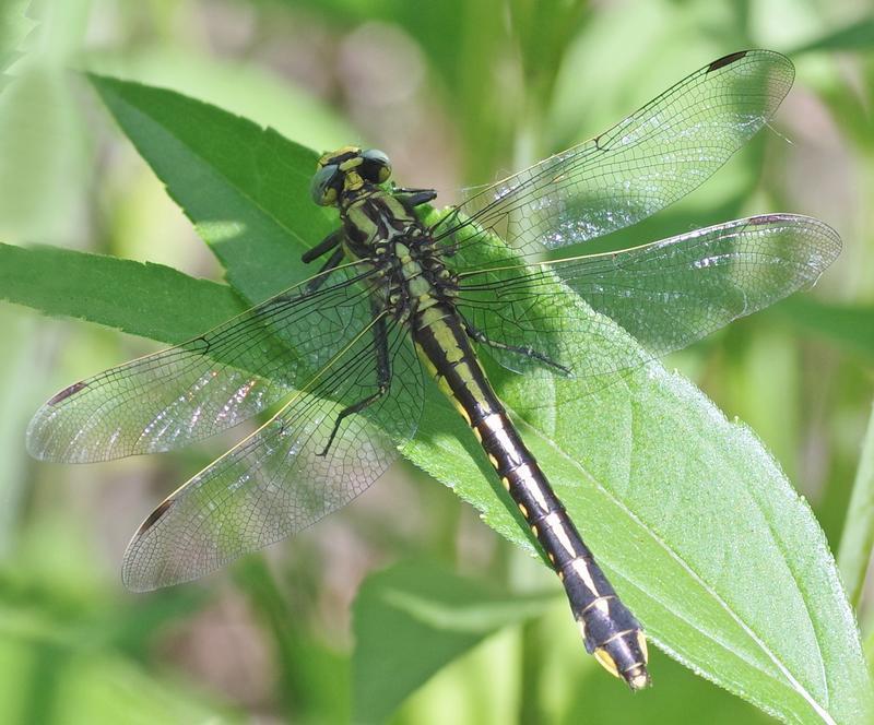 Photo of Midland Clubtail