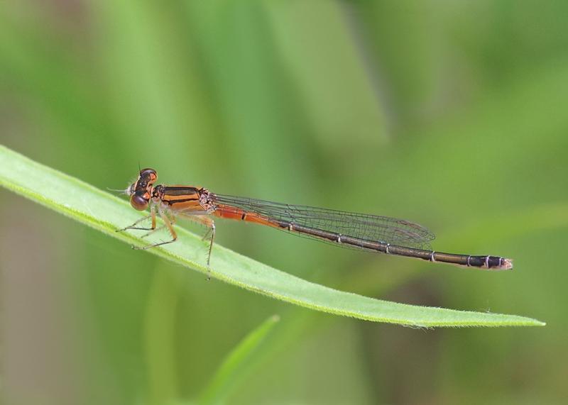 Photo of Eastern Forktail