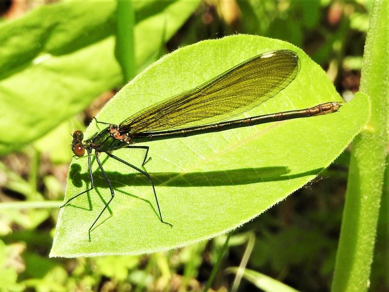 Photo of River Jewelwing