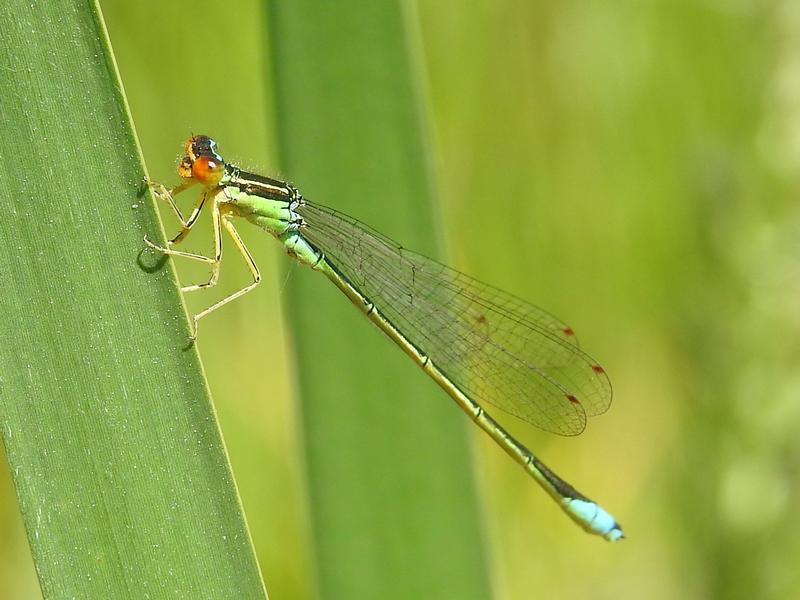 Photo of Rainbow Bluet