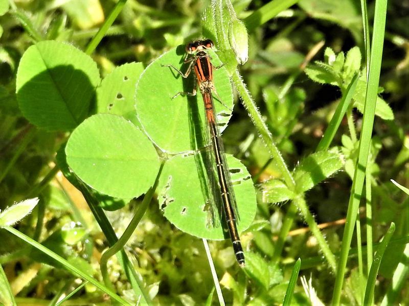 Photo of Eastern Forktail