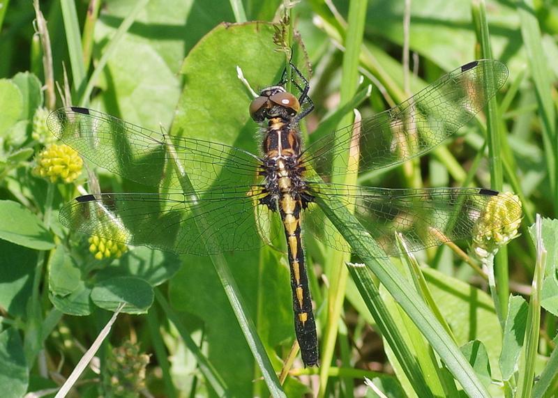 Photo of Dot-tailed Whiteface