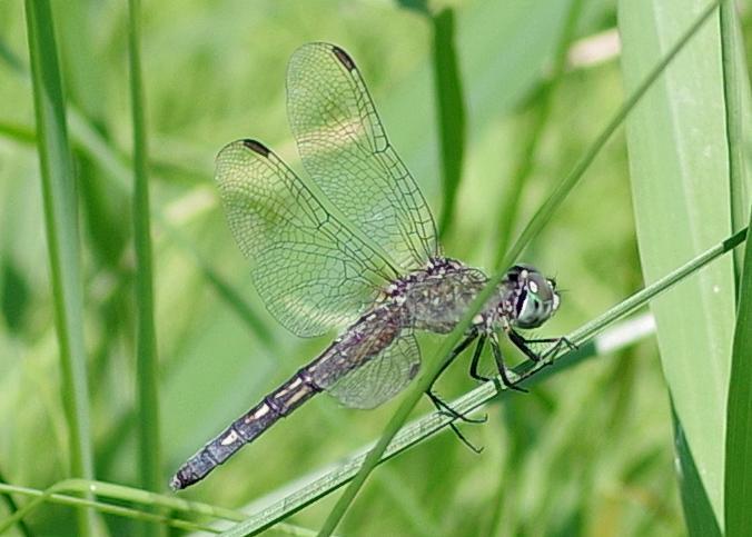 Photo of Blue Dasher