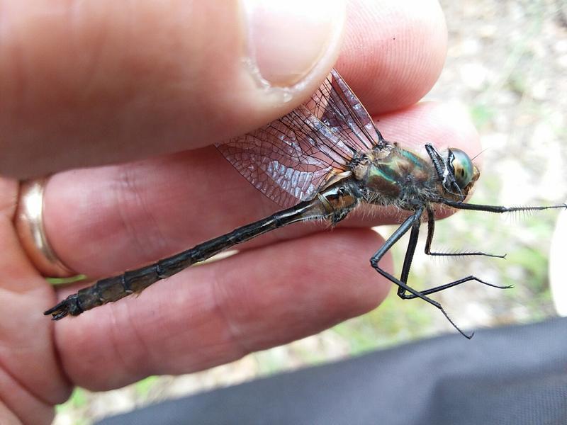 Photo of American Emerald
