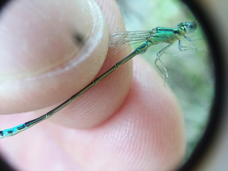 Photo of Eastern Forktail