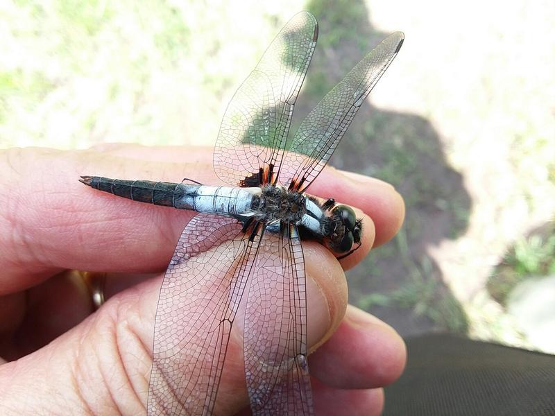 Photo of Chalk-fronted Corporal