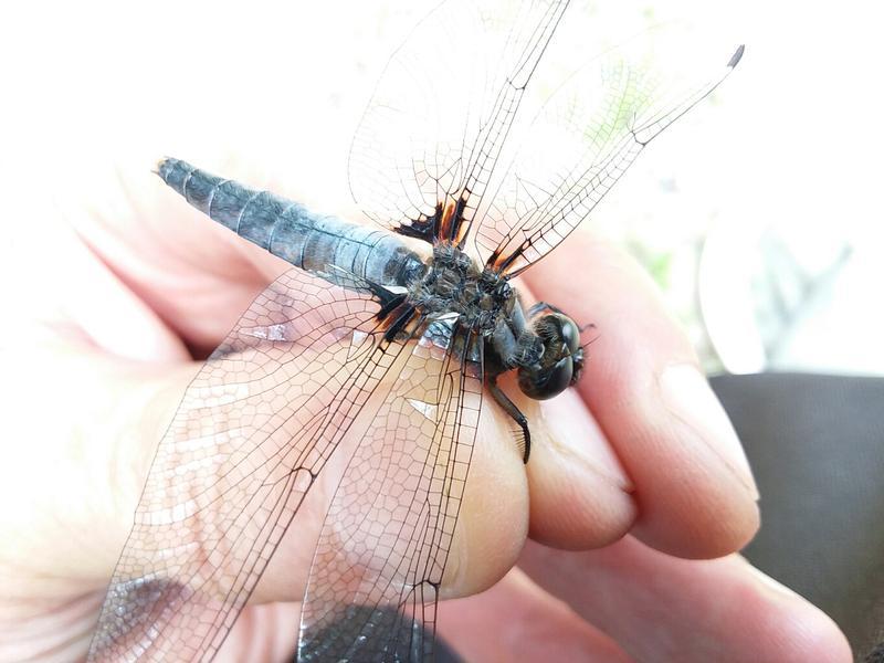 Photo of Chalk-fronted Corporal