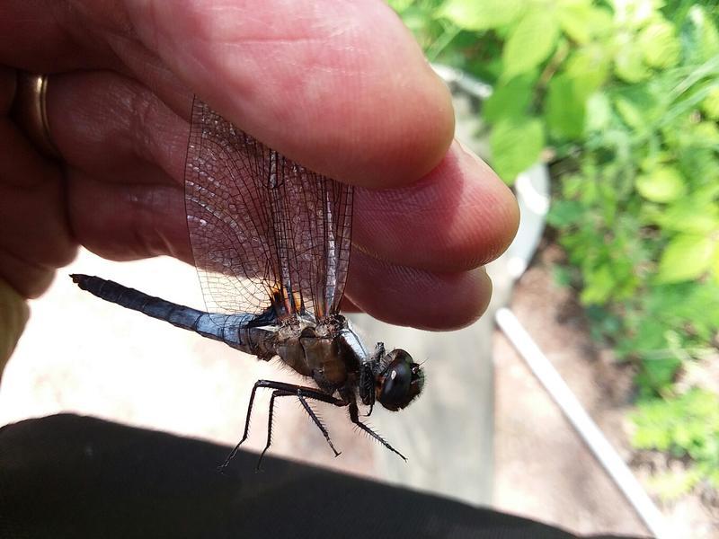Photo of Chalk-fronted Corporal