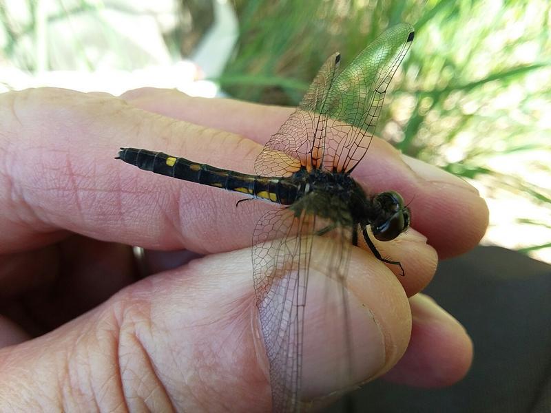 Photo of Dot-tailed Whiteface