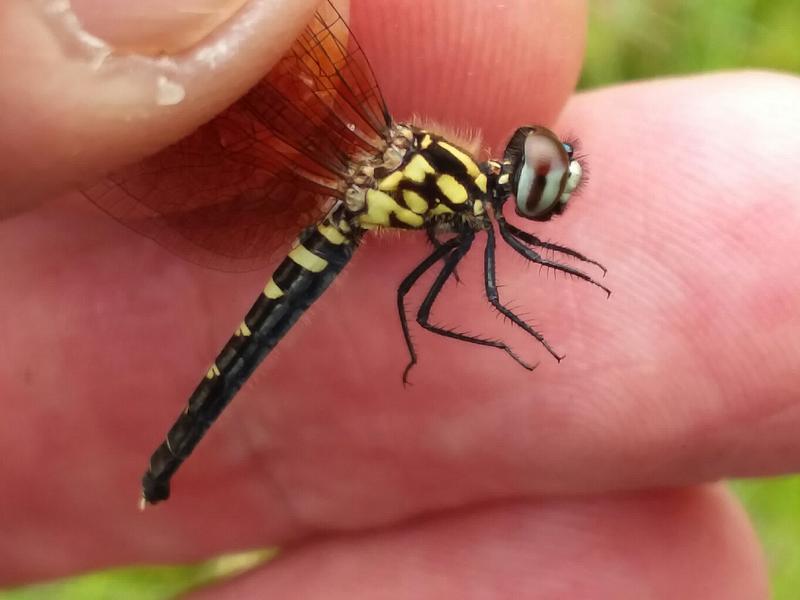 Photo of Elfin Skimmer